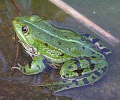 Żaba wodna – Wikipedia, wolna encyklopedia