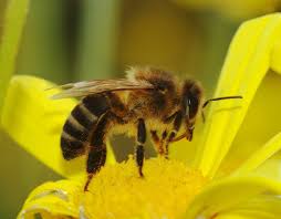 pszczoła – Wikisłownik, wolny słownik wielojęzyczny