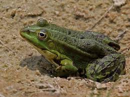 Żaba śmieszka - opis, występowanie i zdjęcia. Płaz żaba śmieszka ...