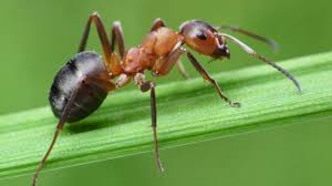 Mrówki nawigują dzięki Słońcu i pamięci | Nauka w Polsce